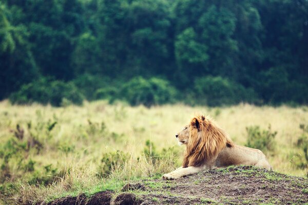 A lion with a big mane sits proudly on a hill