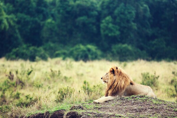 Un León con una gran melena se sienta orgulloso en una colina