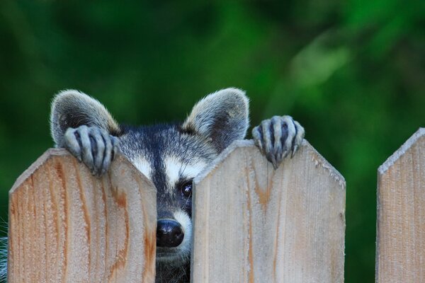 The look of a cute raccoon over the fence