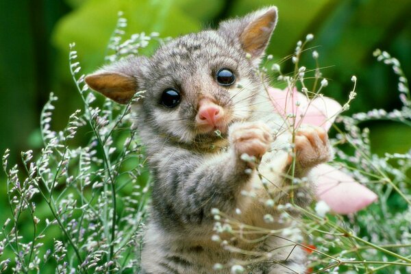 Ein Opossum-Jungtier, das sich unter Pflanzen versteckt hat