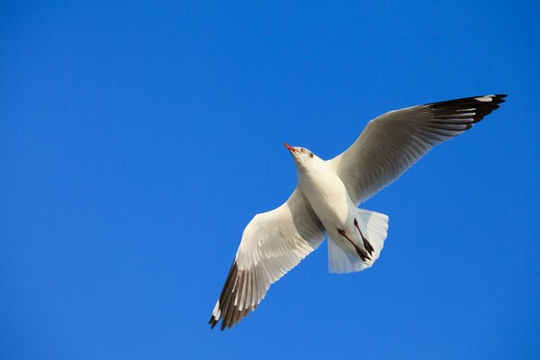 Mouette vole sur fond de ciel bleu