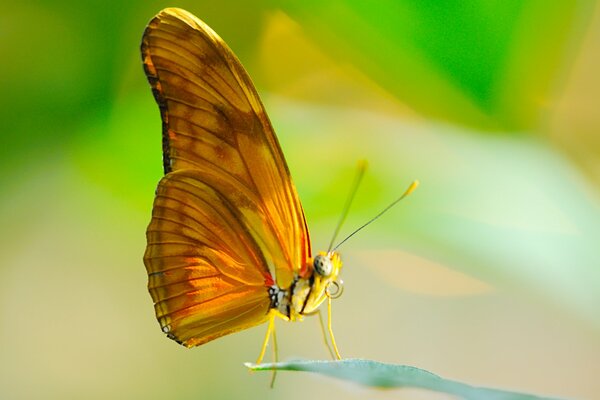 Macro tiro mariposa en el sol