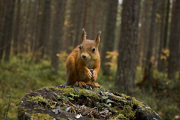 Eichhörnchen auf einem Hanf im Herbstwald