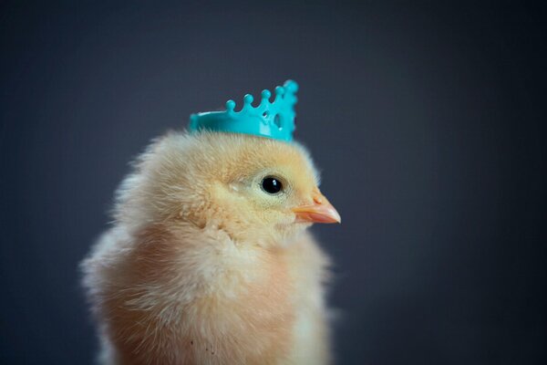 Beautiful chick in short on a dark background