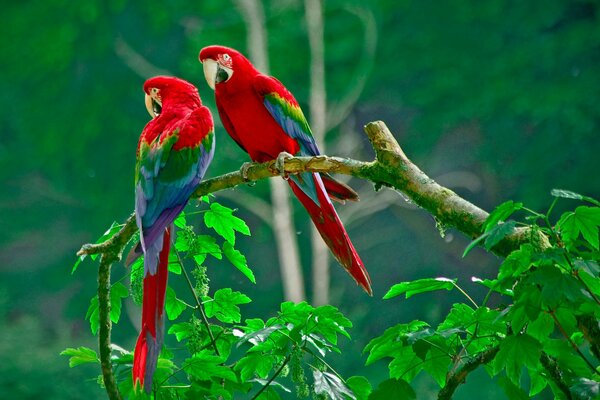 Un par de coloridos loros sentados en una rama de un árbol