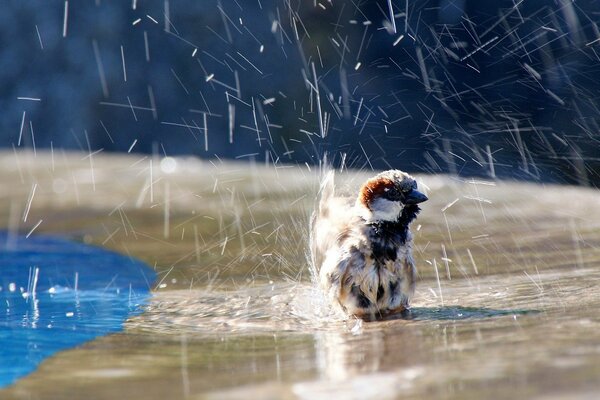 Passeri che nuotano alla fontana nella calura estiva