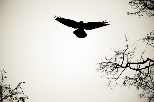 Silhouette of a bird flying in the sky