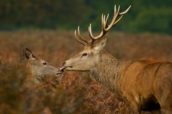 Auch die Tierwelt ist voller Liebe. Ein Hirschkuss ist etwas