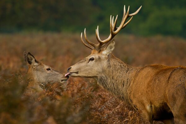 Wildlife is also full of love. A deer kiss is something