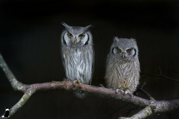 Two owls are sitting on a branch