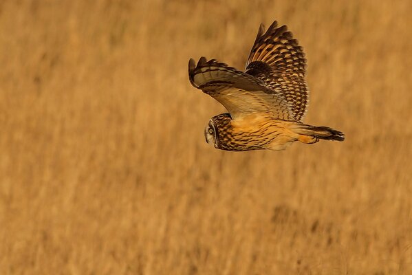 The flight of an owl on the background of dried grass