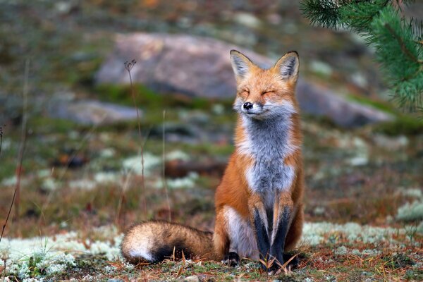 Attendre l automne du renard roux