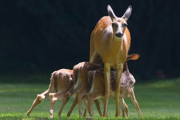 Doe with her fawns on a walk