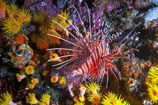 Monde sous-marin dans toutes les couleurs