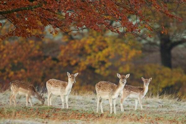 Cerfs dans la nature en automne paissent