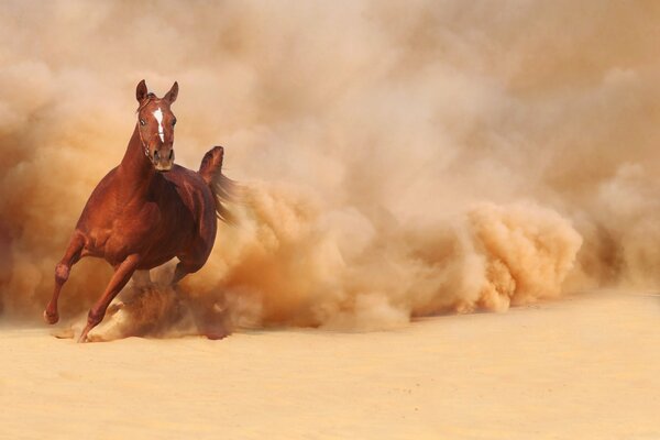 A horse running through the sand