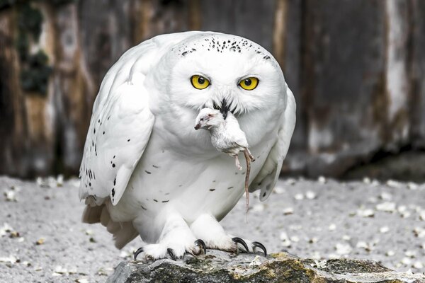 Weiße Polareule mit gelben Augen hat eine Maus gefangen