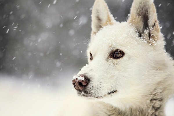 Blick des Hundes auf weißem Schnee Hintergrund