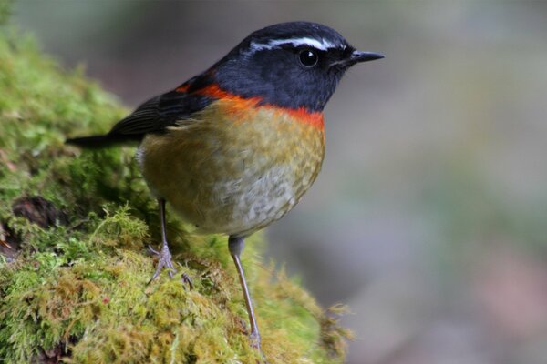 Oiseau mousse plumage gros plan