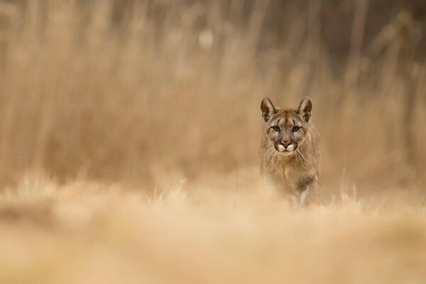 Cougar guarda il bottino