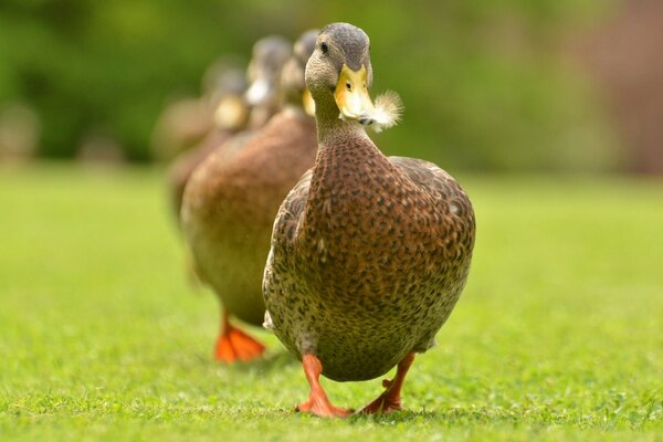 Canard marche sur la pelouse