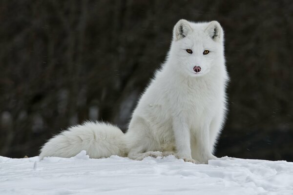 A white arctic fox is sitting in the snow
