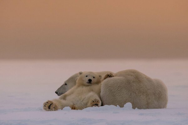 Oso blanco y su madre en una llanura Nevada