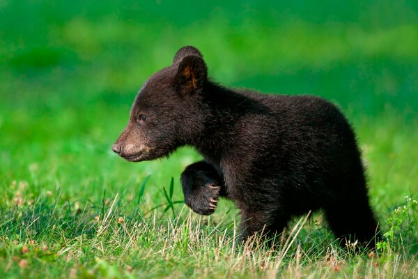 A little bear cub walking on the grass is looking for his mother