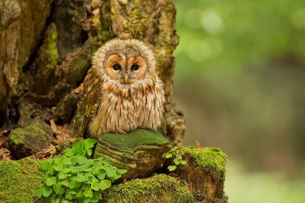 Pas clair sur l arbre. chouette. hibou dans la forêt