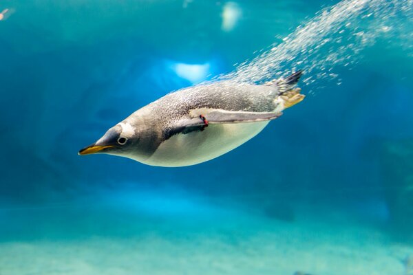 Pingüino de buceo con burbujas de agua