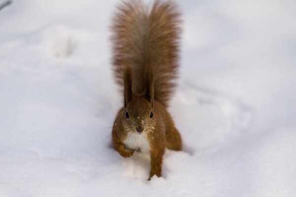 Bild von Eichhörnchen im Schnee im Winter