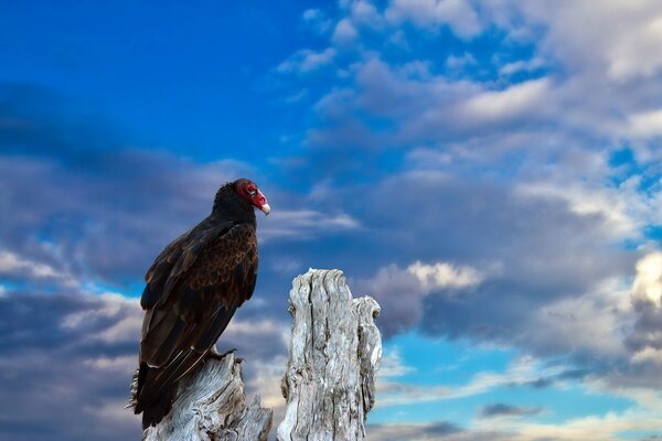 Pájaro grifo naturaleza en el cielo