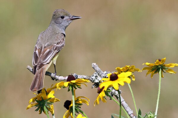 The bird sits quietly on the yellow flowers