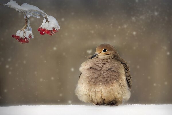 Un uccello si siede nella neve vicino a un ramo con bacche