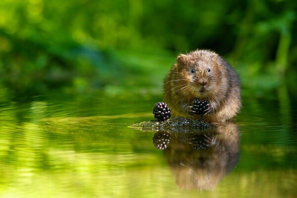 Water rat with yazhevika