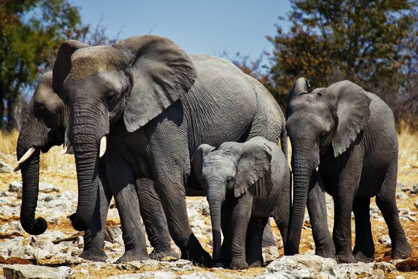 Famille d éléphants d Afrique à l état sauvage