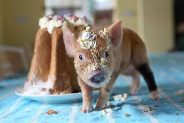 A little piglet tries a cupcake