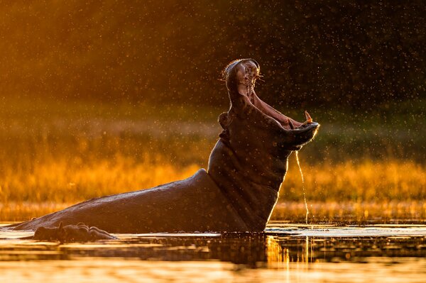 Hippopotame dans la rivière avec la bouche ouverte