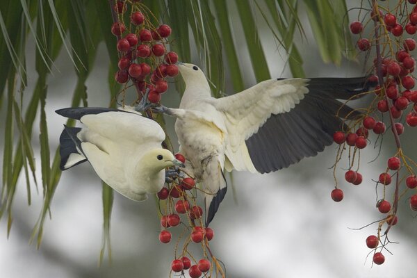 Las aves picotean bayas rojas