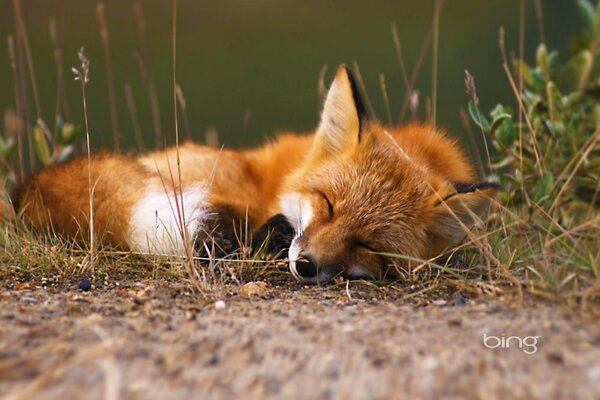 Photo de renard dort dans la forêt