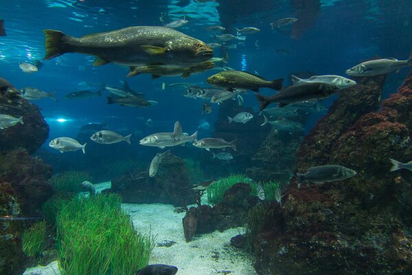 ¿Viven bien los habitantes submarinos en el acuario?