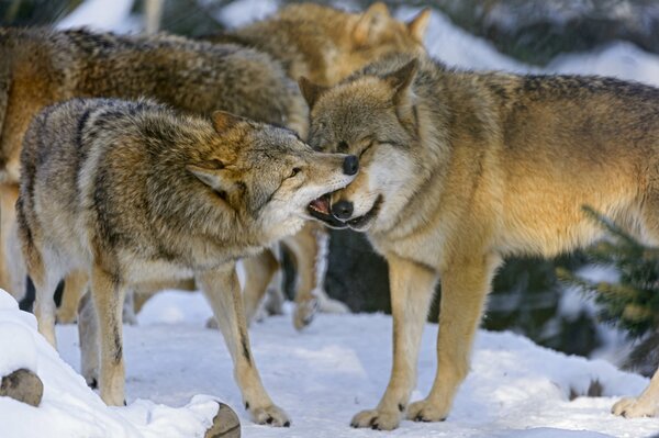 Juego de manada de lobos en invierno