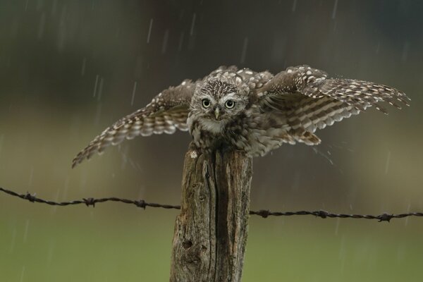 Fence bird owl rain drops