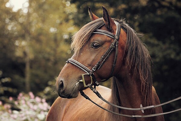 Horse in harness on the background of nature