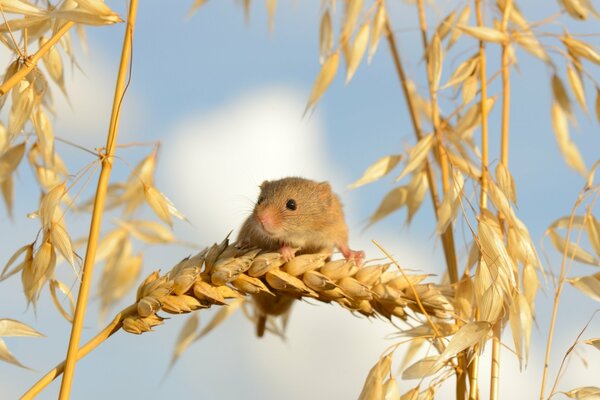 The mouse stores grain for the winter