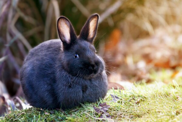 A fluffy ball of wool is sitting on the grass