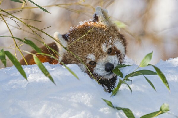 Red panda in the snow gnawing leaves