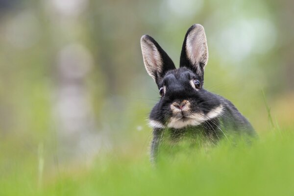 Der Hase ist die Ohren der Schnauze und des Schwanzes