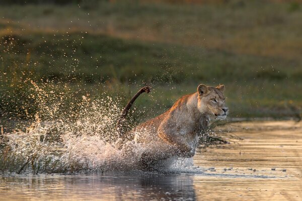 Lionne se précipite à travers la rivière à la proie