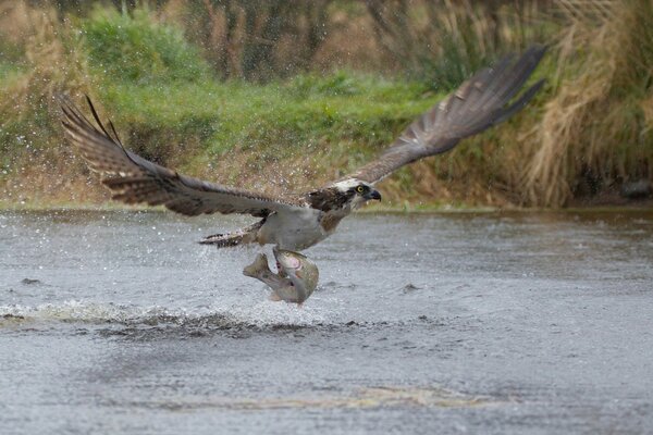 Ein riesiger Vogel hat einen Fisch gefangen und fliegt über den Fluss